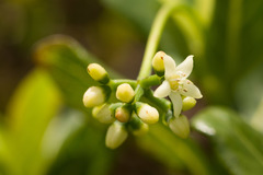 Psychotria kaduana