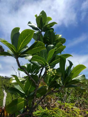 Psychotria kaduana