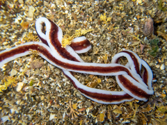 Baseodiscus hemprichii