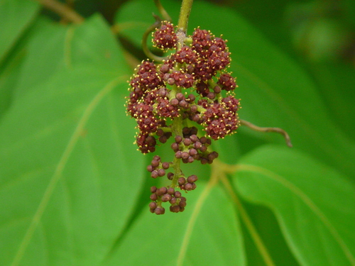 Ampelocissus latifolia (Ampelocissus latifolia)