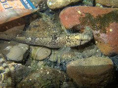Okinawa Flap-Headed Goby photo 2