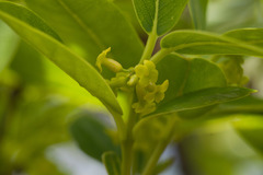 Wikstroemia oahuensis