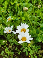 Leucanthemum ircutianum