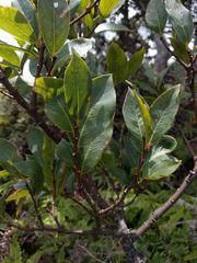 Wikstroemia oahuensis