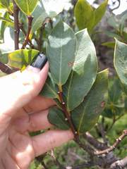 Wikstroemia oahuensis
