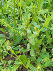 Leucanthemum ircutianum