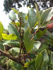 Wikstroemia oahuensis