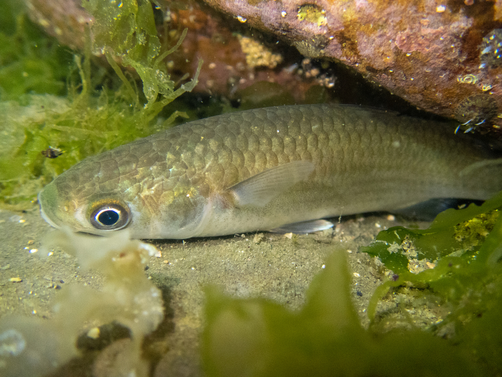 Largescale Mullet