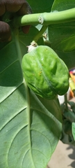 Calotropis procera image