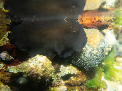 Scutus unguis