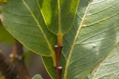 Wikstroemia oahuensis