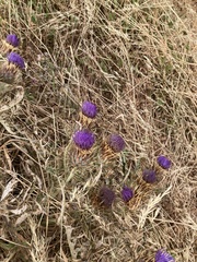 Cynara cardunculus image