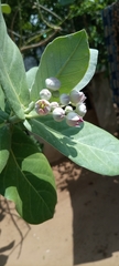 Calotropis procera