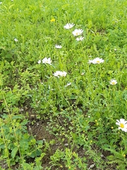 Leucanthemum ircutianum