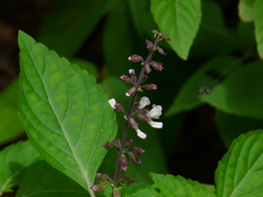 Orthosiphon rubicundus