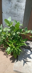 Calotropis procera image