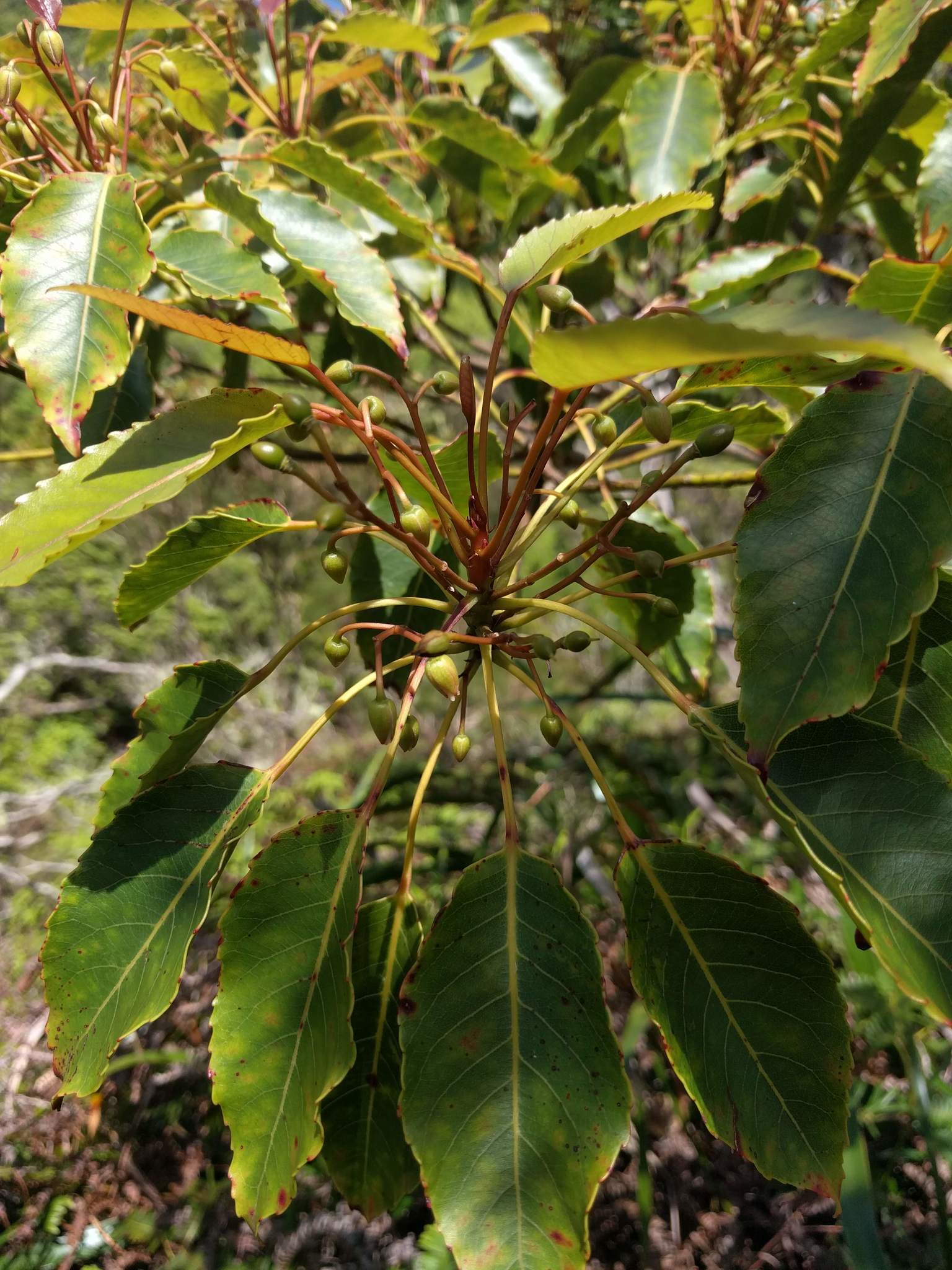 Elaeocarpus bifidus