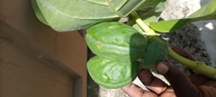 Calotropis procera