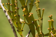 Korthalsella complanata