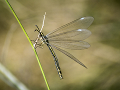 Myrmecaelurus trigrammus