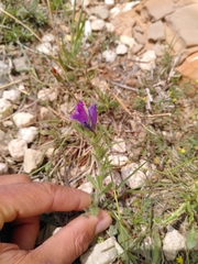 Echium creticum