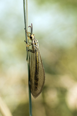 Myrmecaelurus trigrammus
