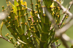 Korthalsella complanata