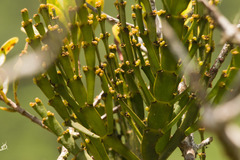 Korthalsella complanata