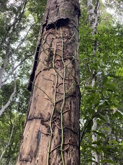 Pseudovanilla foliata