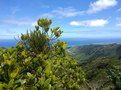 Korthalsella complanata