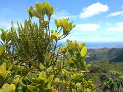 Korthalsella complanata