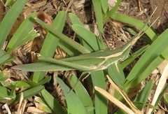 Acrida acuminata