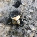 photo of Rough Turban Shell (Lunella torquata)