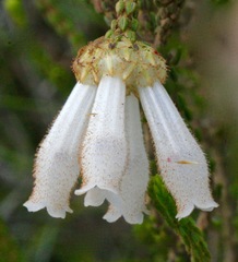 Erica pectinifolia