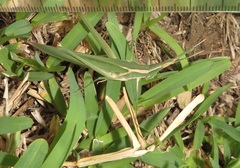 Acrida acuminata