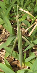 Acrida acuminata