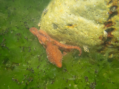 Callistoctopus luteus