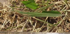 Acrida acuminata
