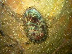 Haliotis diversicolor