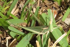 Acrida acuminata