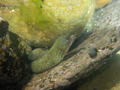 Uropterygius micropterus