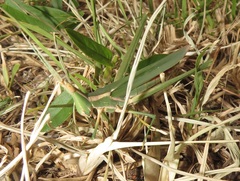 Acrida acuminata