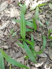 Curculigo orchioides