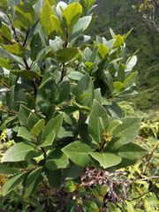Wikstroemia oahuensis