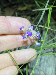 Glycine microphylla