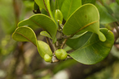 Melicope oahuensis