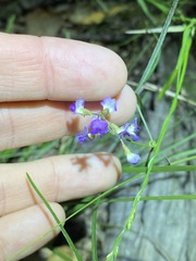 Glycine microphylla