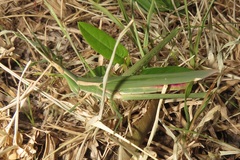 Acrida acuminata