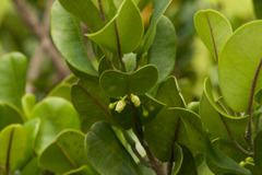 Melicope oahuensis