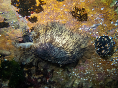 Scutus sinensis